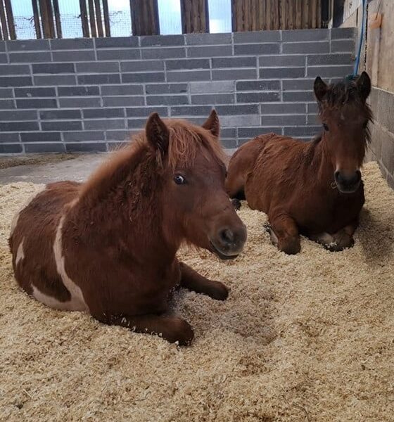 Horses laying in the barn