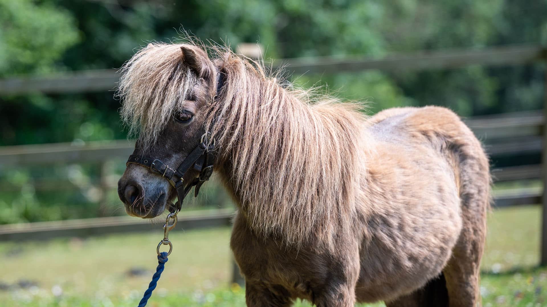 Mousey Prince | The Mare and Foal Sanctuary