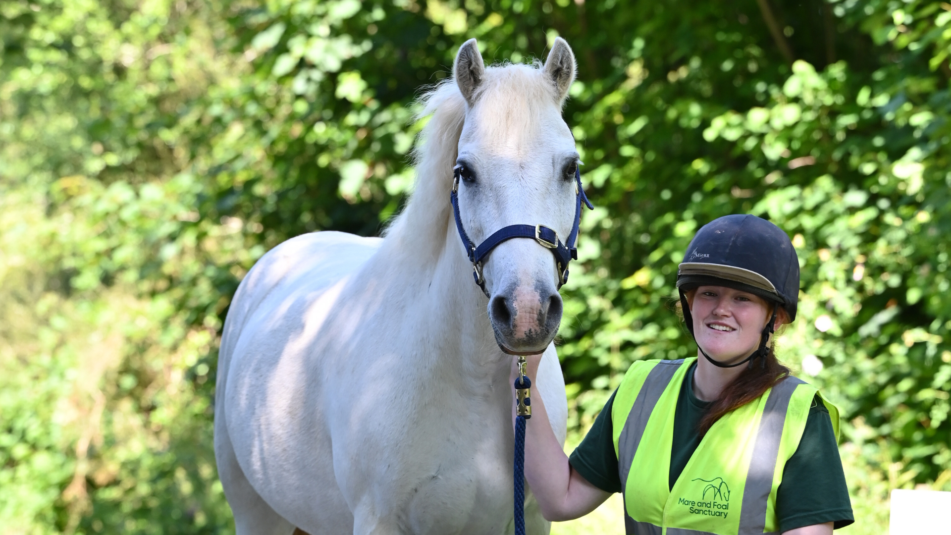Alan, a 15-year-old grey Moorland pony gelding, stands calmly as a sanctuary worker holds him gently. Dappled sunlight filters through trees in the background.