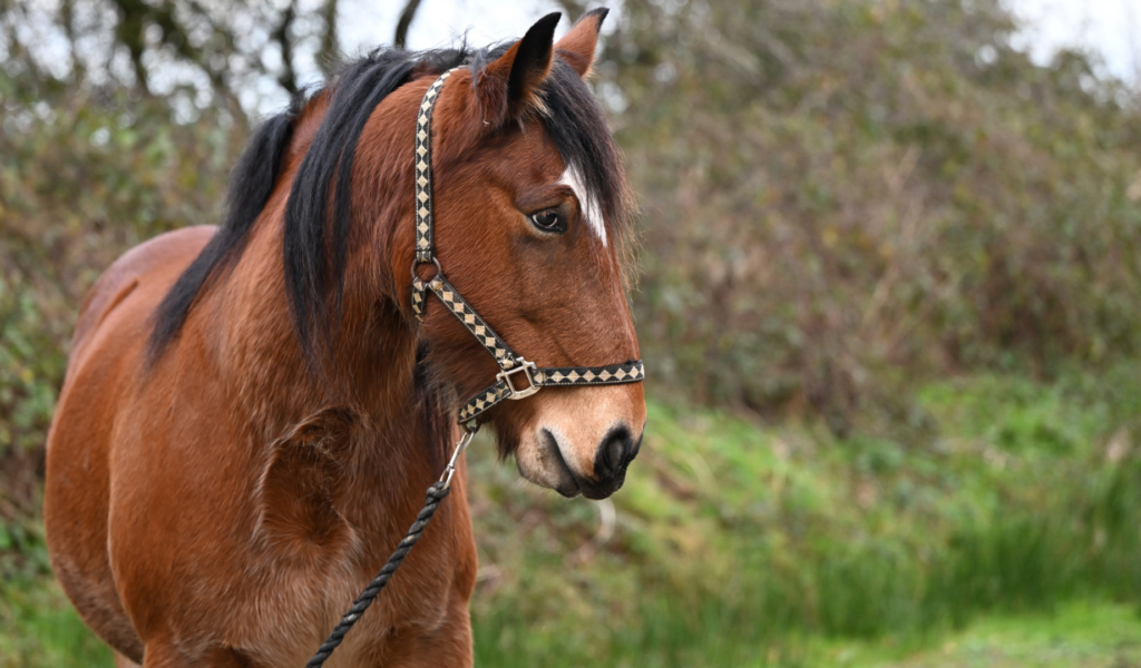 A strong and handsome bay cob, Marley, stands alertly in a field.