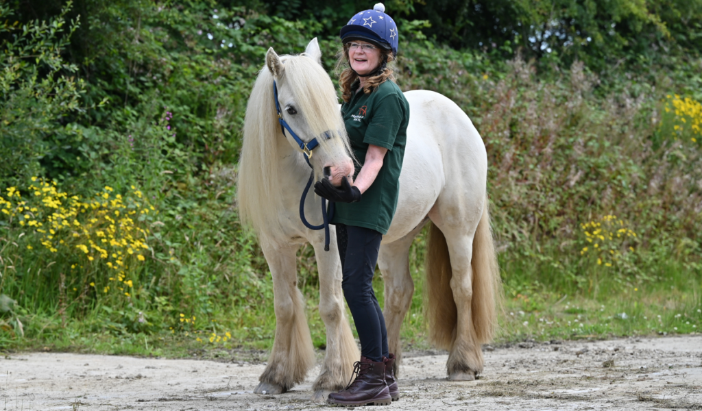 Jupiter, a stunning grey Cob mare in a blue halter, being cared for at the Mare and Foal Sanctuary.