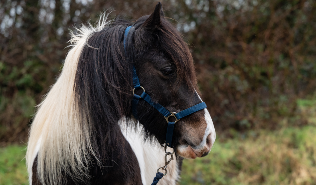 Skewbald cob mare, Daisy, wearing a blue headcollar.
