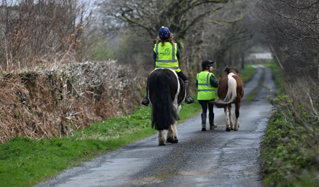 A skewbald cob mare, Daisy, is being ridden by an adult down a rural lane. Another pony is being led on a lead rope alongside them.