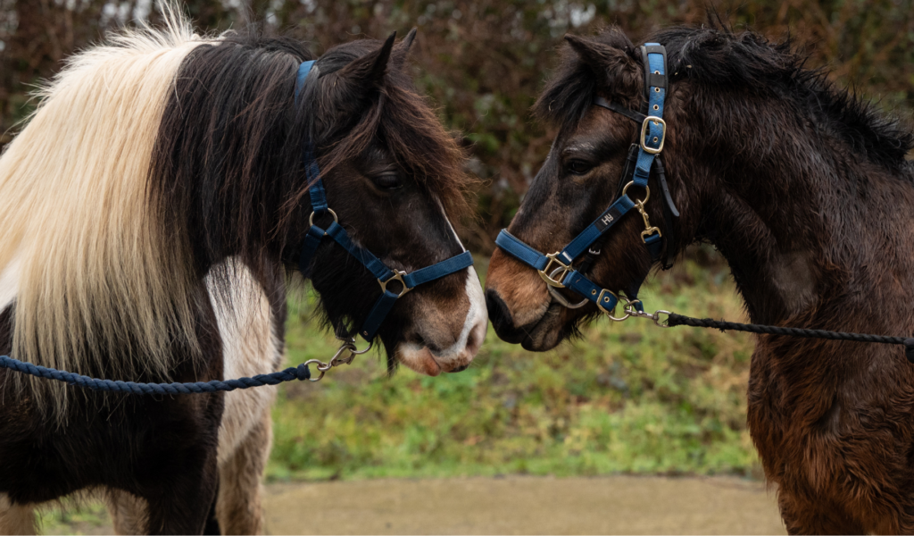 A skewbald cob mare, Daisy, gently touches noses with another horse.