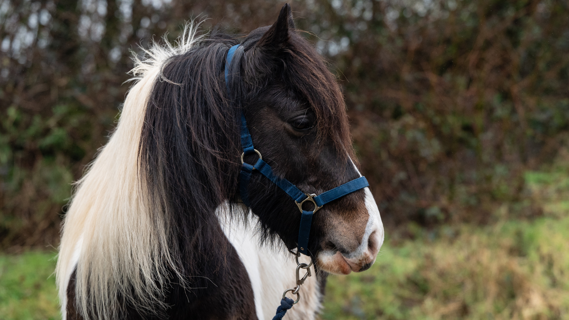 Skewbald cob mare, Daisy, wearing a blue headcollar.