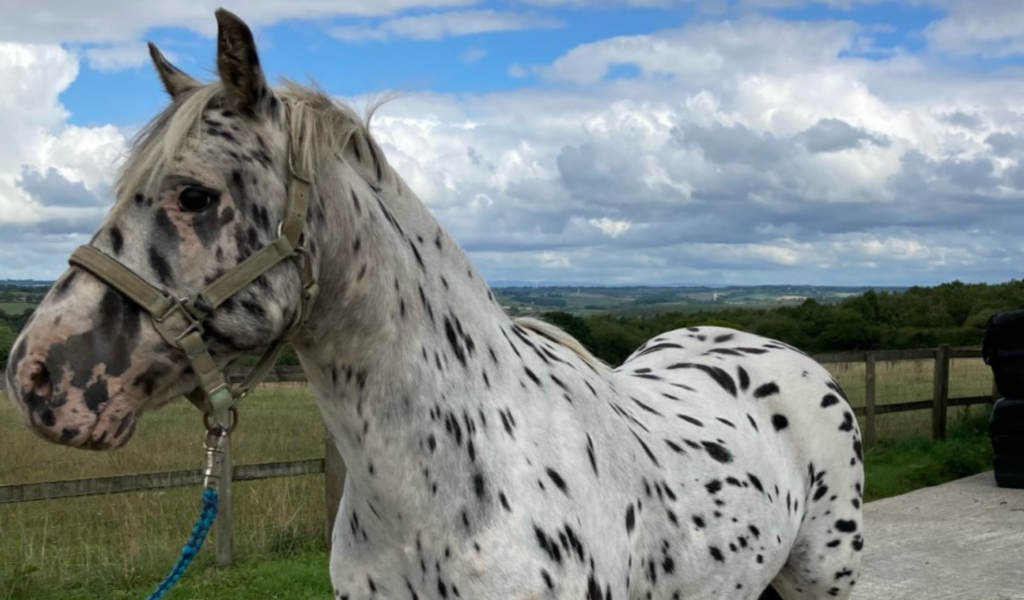 Xera, a 17-year-old leopard spot mare, looking for a companion home.