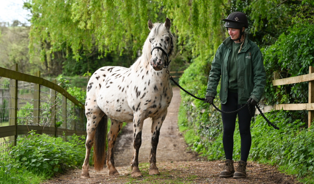 Leopard spotted white and black Dartmoor Hill pony, Xera, wearing a black bridle, stands on a lane with a sanctuary worker in green.