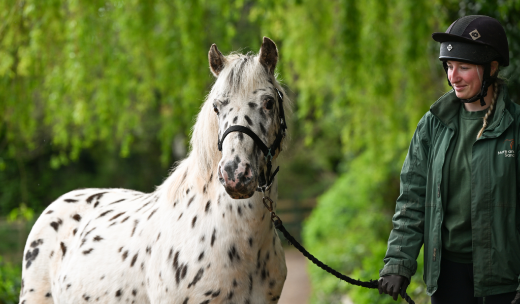 Beautiful face of Xera, a white pony with black spots, in a black bridle, with a Mare and Foal Sanctuary staff member in green.