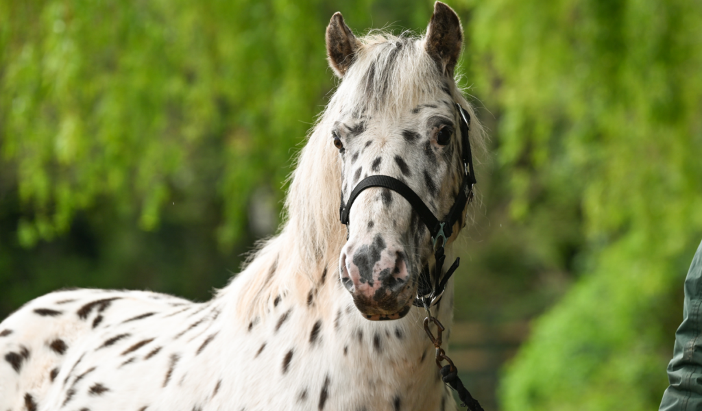 Beautiful face of Xera, a white and black spotted pony, wearing a black bridle.