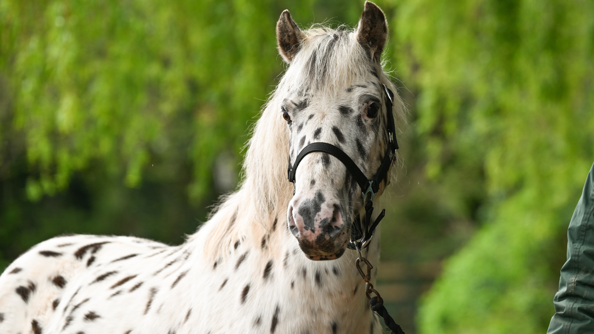 Beautiful face of Xera, a white and black spotted pony, wearing a black bridle.
