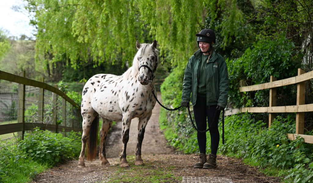 Xera, a companion pony with distinctive spots, enjoying a walk with a team member from the Mare and Foal Sanctuary.