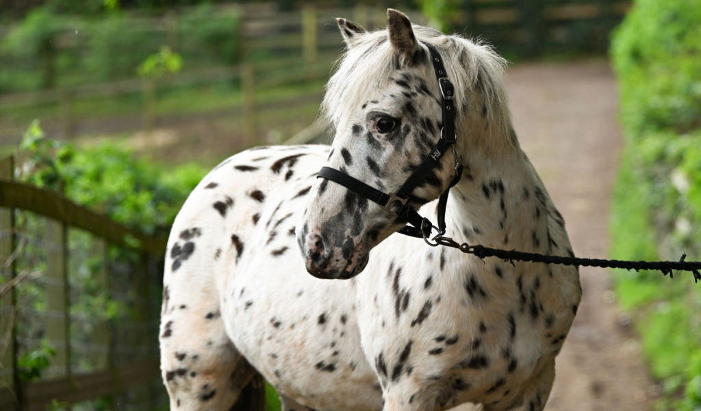 White and black spotted Dartmoor Hill pony, Xera, wearing a black bridle on a lane.