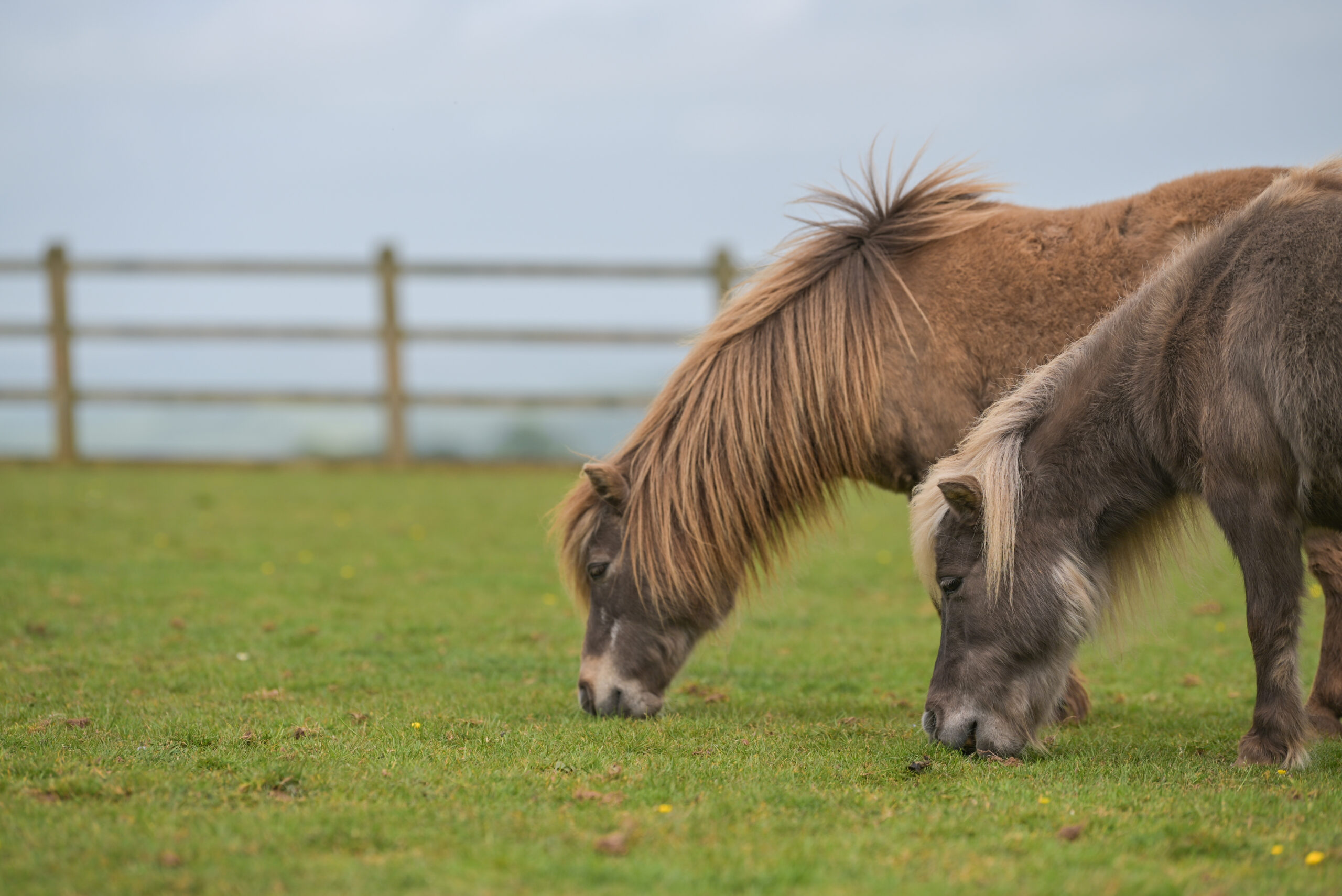 Rest and Connect: A Summer Retreat alongside the Herd